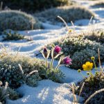 Arktika Bitkiləri: Soyuqdəymə və İmmunitetdə İnqilab Yaradacaq Gözlənilməz Faktlar