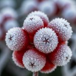 Arktika Bitkiləri: Soyuqdəymə və İmmunitetdə İnqilab Yaradan Gözlənilməz Təsir