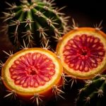 Dünyanın Ən Gözlənilməz Kaktusları: 90% İstehlakçının Bilmədiyi Dadlar Necə Hazırlanır?