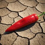 Dünyanın Ən Təhlükəli Desertləri: Həzz Uğrunda Risk Edənlərin Sirrləri