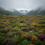 Kosta-Rikanın Bulud Meşələri: Eko-Turizm Üçün Gizli Flora və Fauna Kəşfləri
