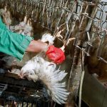 Yuxuda Toyuq Kəsmək Nə Deməkdir? – Ətraflı Yozum və İzah