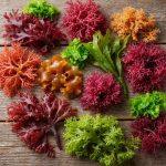 Qəribə Dadlılıqlar: Ən Gözlənilməz Dəniz Yosunları ilə Sağlamlıq Bombaları