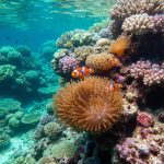 Qəribə Dəniz Məhsulları: Sağlamlıq Bombaları Necə Hazırlanır?