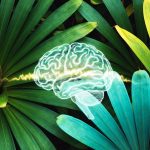 Tropik Bitkilər və Alzheimer: Təbiətin Gözlənilməz Müalicə Sirləri